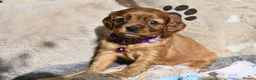 Cavalier King Charles Spaniel dogs for sale: Health Tested Parents-beautiful puppies - Advert 3