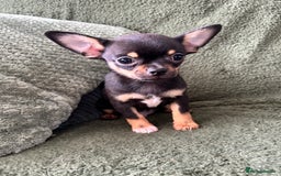 Chihuahua dogs for sale: Tiny chihuahua puppies  - Image 10