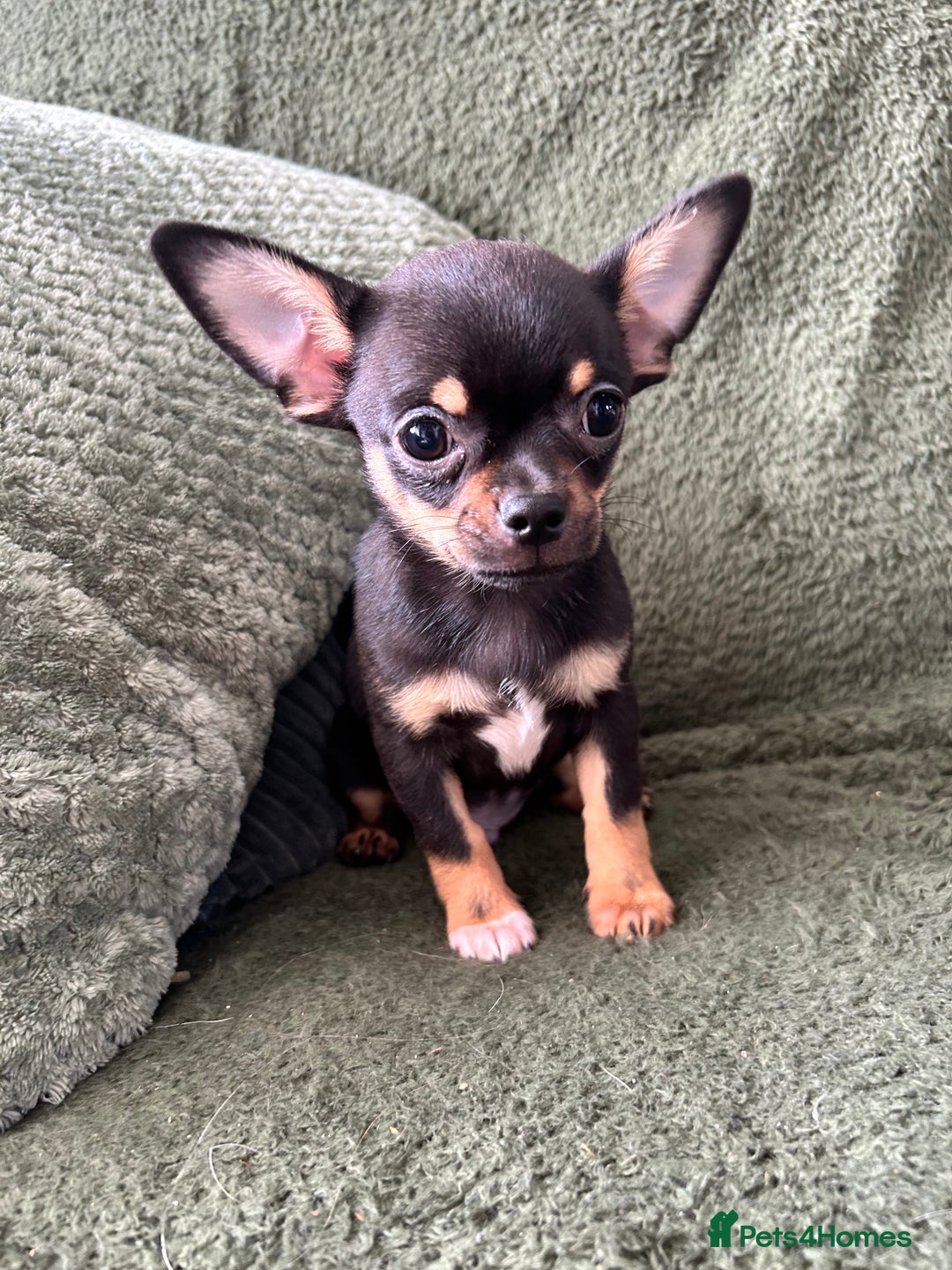 Chihuahua dogs for sale: Tiny chihuahua puppies  - Image 10