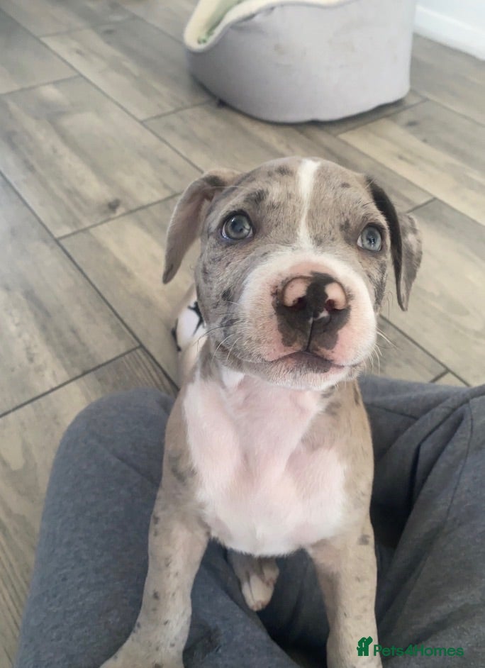 Staffordshire Bull Terrier dogs Merle Staffordshire bully  - Advert 12