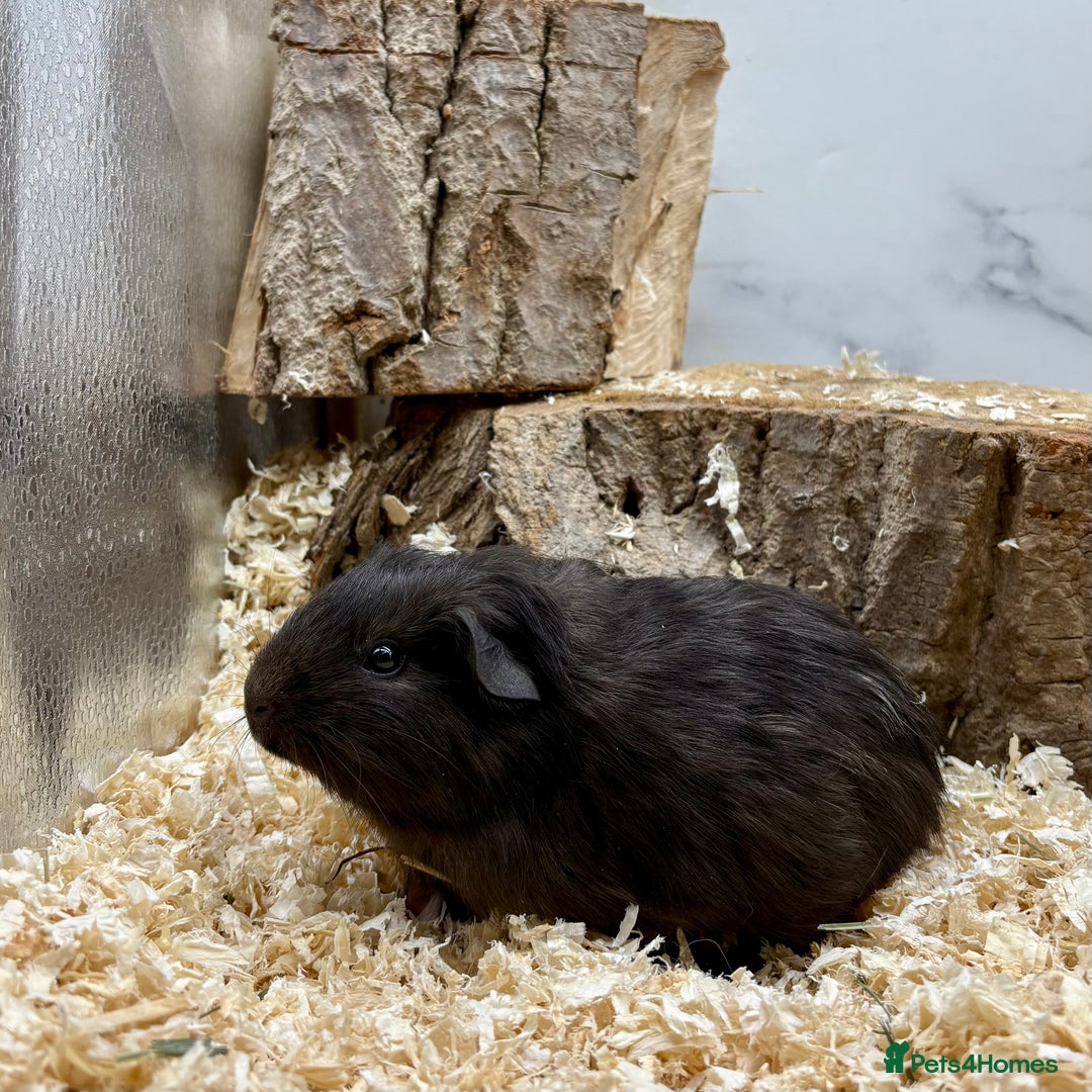 Guinea Pig rodents for sale: Lots of Baby Guinea Pigs for sale - Image 7