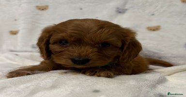 Cockapoo dogs F1 cockapoo puppies  - Advert 9