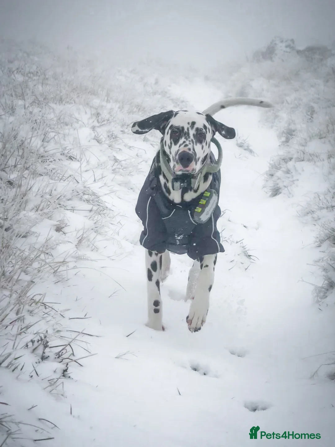 Dalmatian dogs for stud: KC Registered Dalmatain For Stud - Advert 14