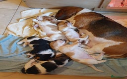 Basset Hound dogs for sale: Basset Hound Puppies 2 R&W boys available - Image 14