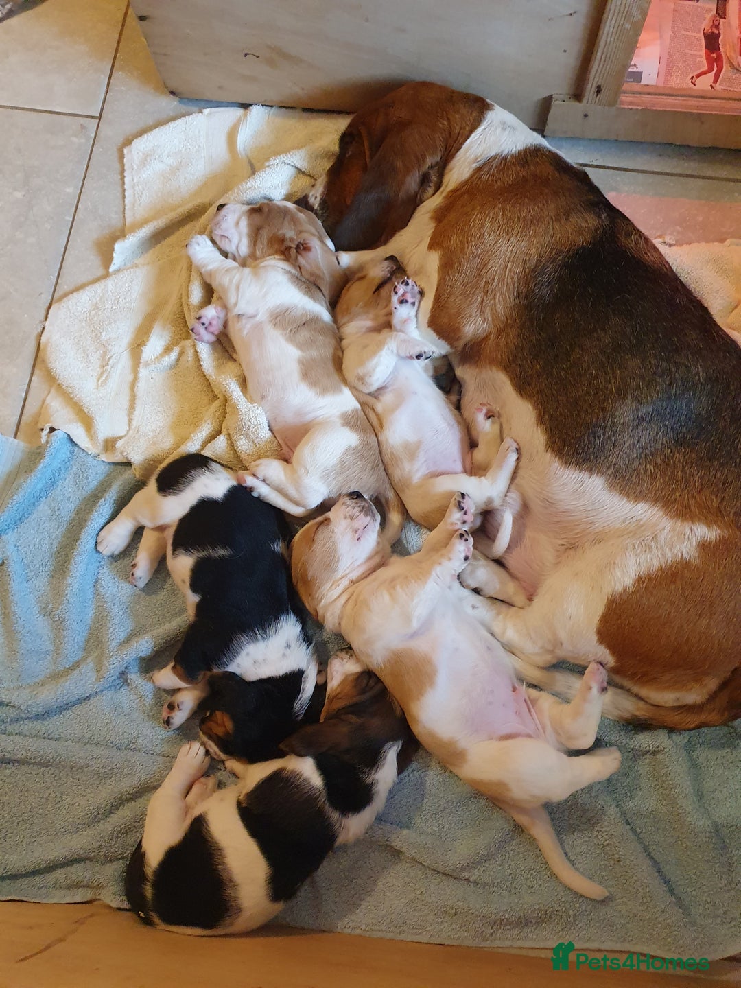 Basset Hound dogs for sale: Basset Hound Puppies 2 R&W boys available - Image 14