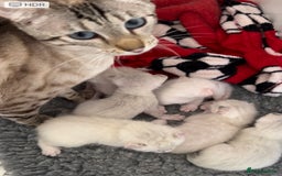 Keetso cats for sale: Wild looking polydactyl curled eared snow leopard  - Image 40