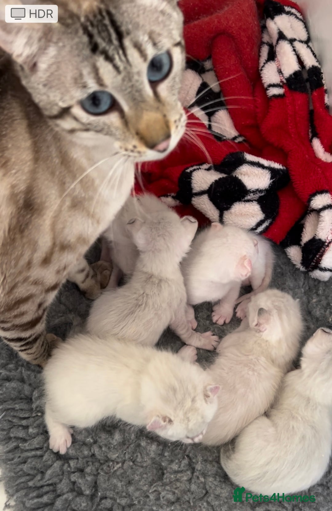 Keetso cats for sale: Wild looking polydactyl curled eared snow leopard  - Image 40
