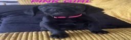 Cockerdor dogs for sale: Cockerdor Labrador Cocker spaniel puppies puppy  in Blackburn - Advert 30