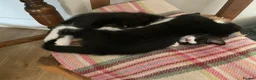 Domestic Shorthair cats for sale: Beautiful kittens ready now - Advert 5