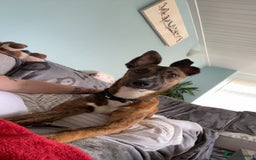 Mixed Breed dogs for sale: 2 lurchers - Image 1