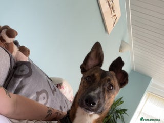 Mixed Breed dogs - Advert 13