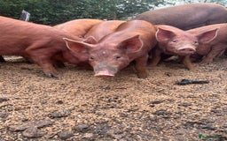 Pig livestock for sale: Tamworth piglets   - Image 2