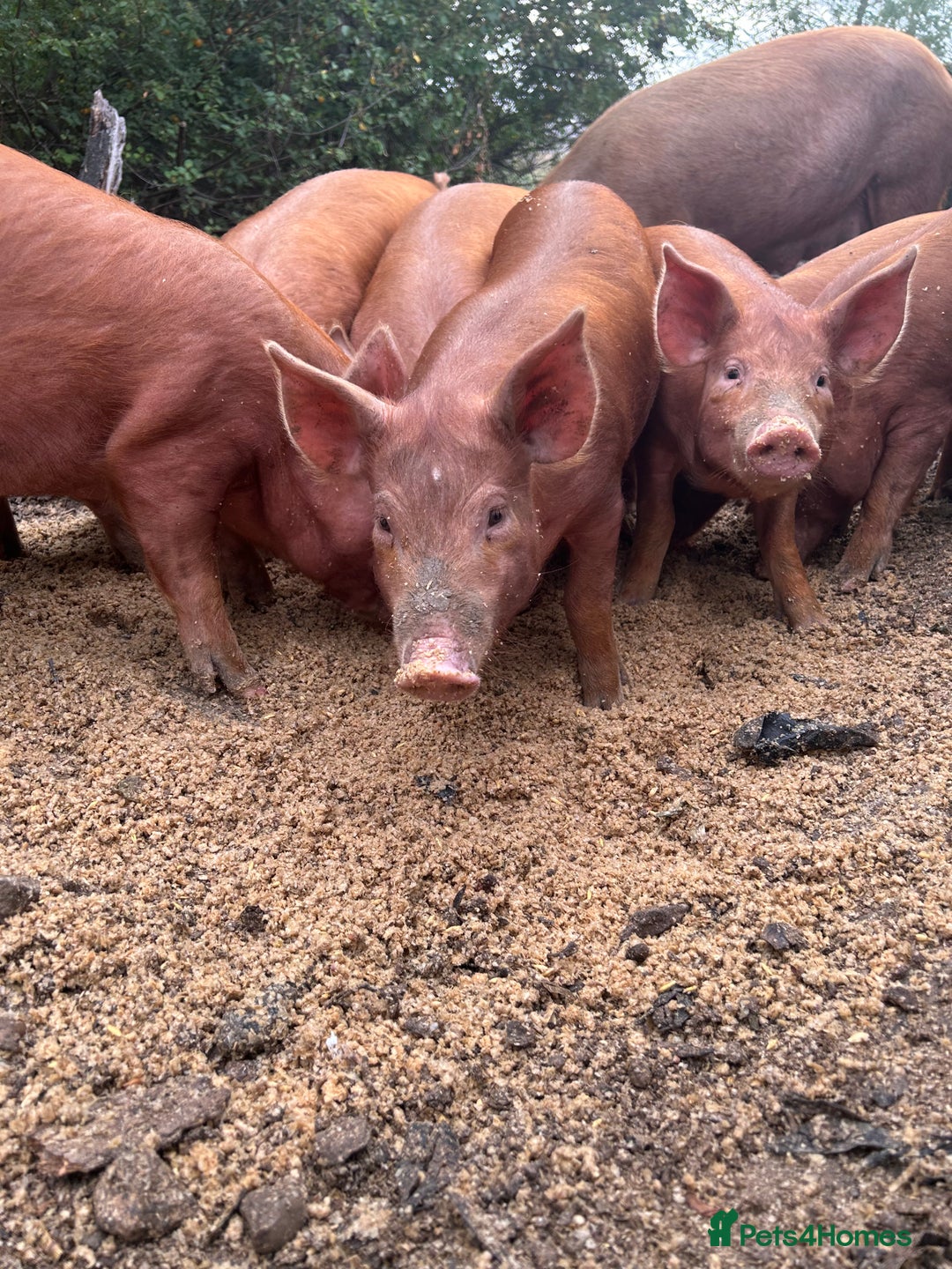Pig livestock for sale: Tamworth piglets   - Image 2