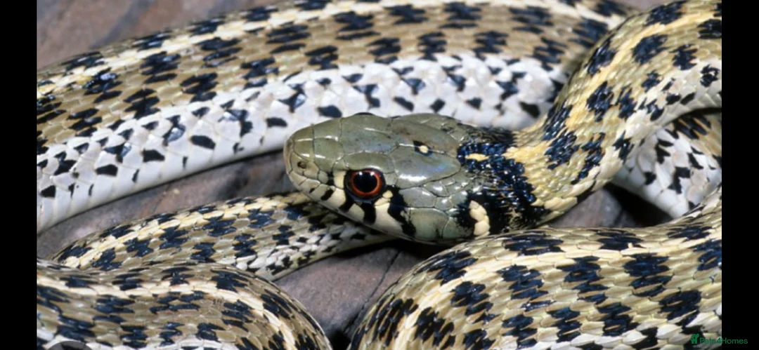 Garter Snake reptiles for sale: Albino and Het Albino checkered garter snakes. - Advert 3