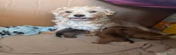 Mixed Breed dogs for sale: Mixed breed terrier pups in Belper - Advert 2