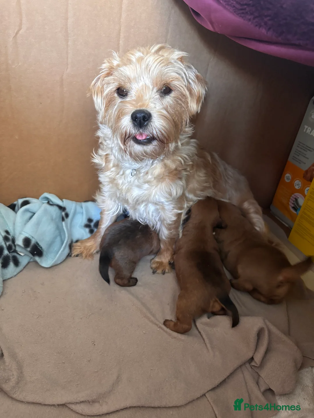 Mixed Breed dogs for sale: Mixed breed terrier pups in Belper - Advert 2