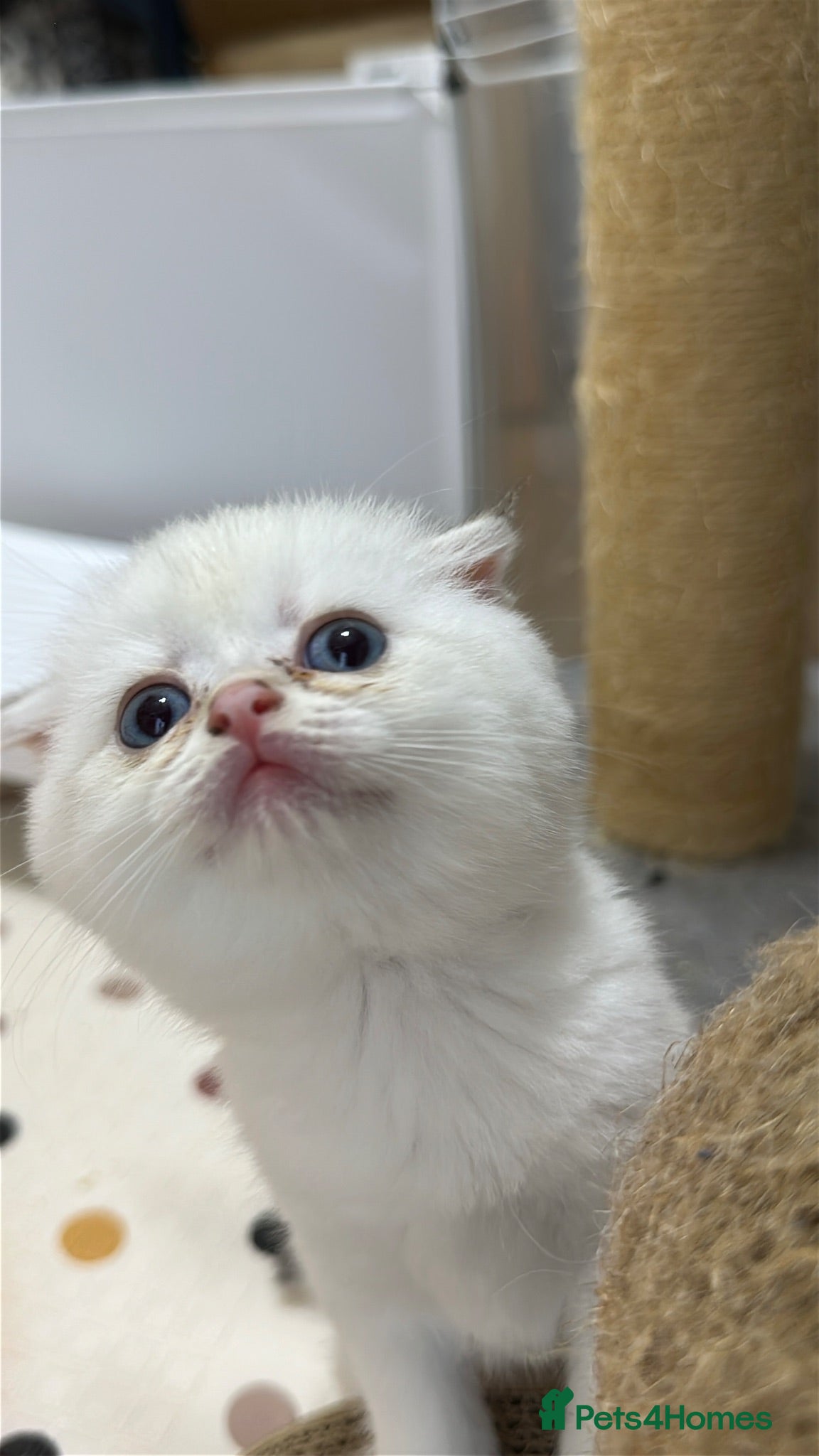 Scottish Fold cats Four Little Snowflakes with Unreal Blue Eyes  - Advert 1