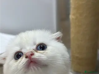 Scottish Fold cats Four Little Snowflakes with Unreal Blue Eyes - Advert 5