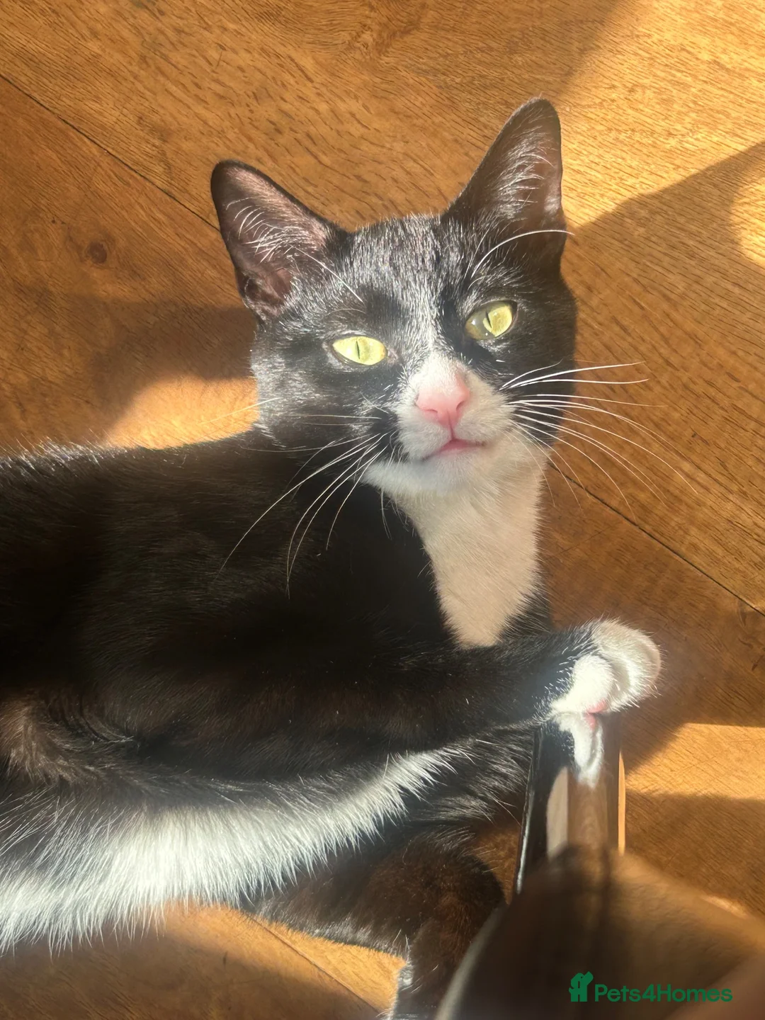 British Shorthair cats for sale: 1 Year Old Cat  in Warlingham - Advert 2