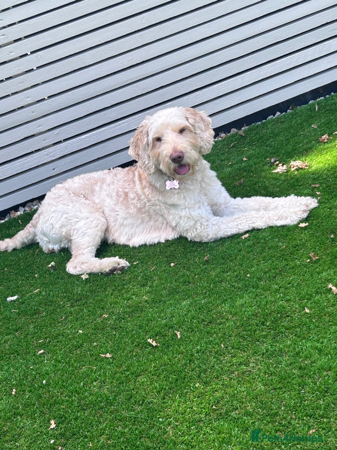 Cockapoo dogs for sale: 5 year old cockapoo girl  - Image 12