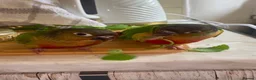 Conures birds for sale: Two Female Green Cheek Conures with Cage in Glasgow - Advert 1