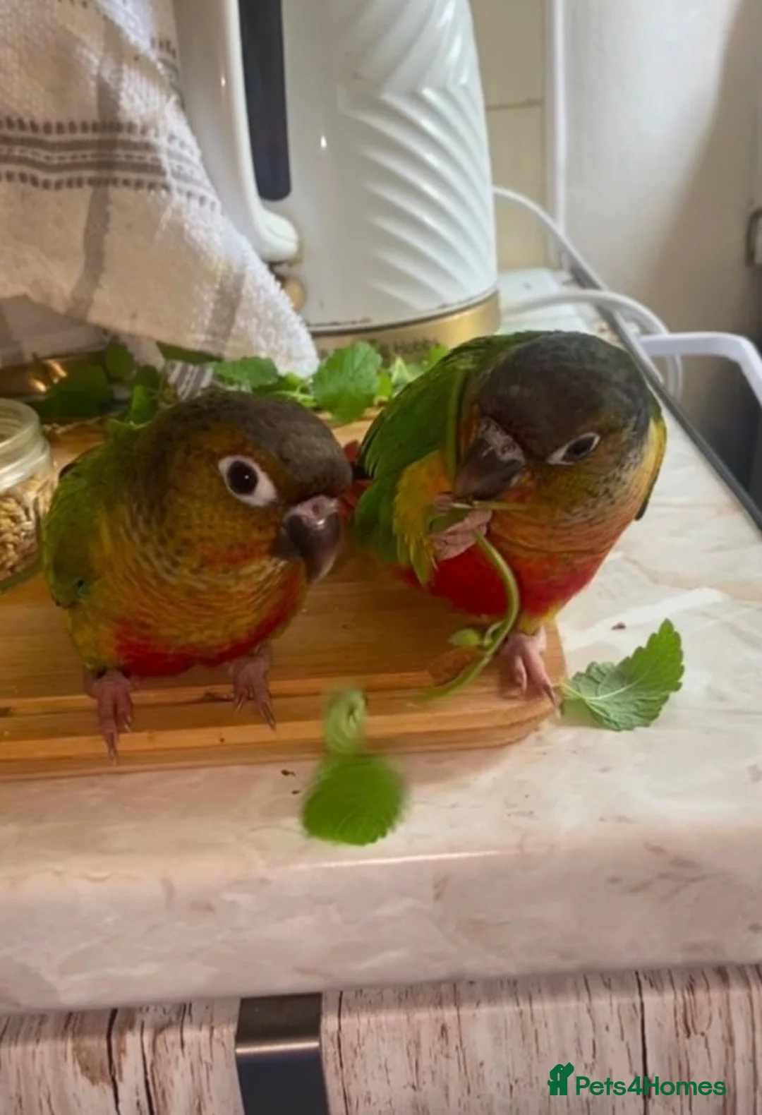Conures birds for sale: Two Female Green Cheek Conures with Cage in Glasgow - Advert 1