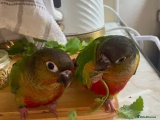 Conures birds Two Female Green Cheek Conures with Cage - Advert 7