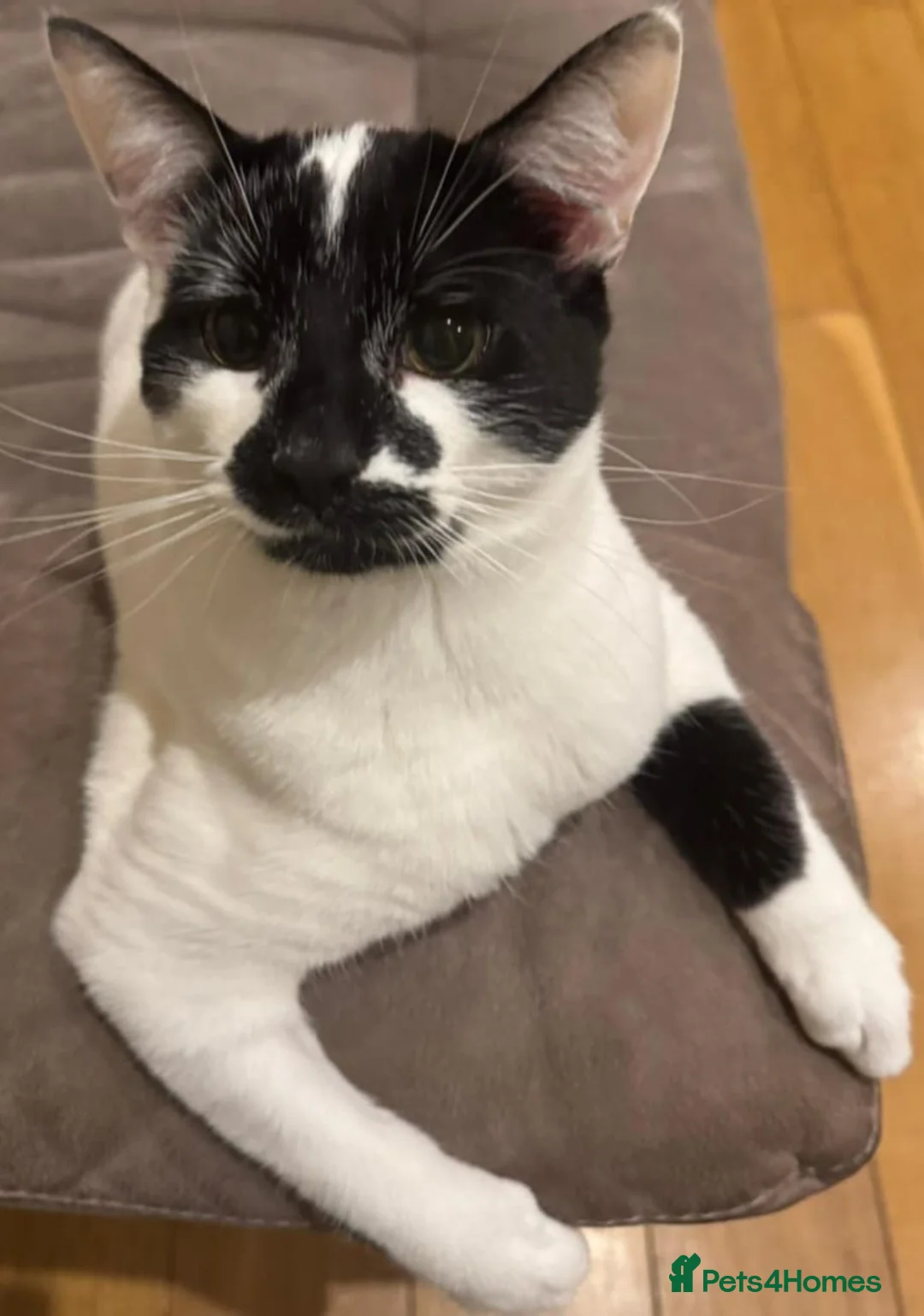 Mixed Breed cats for sale: Male cat for sale - Advert 3