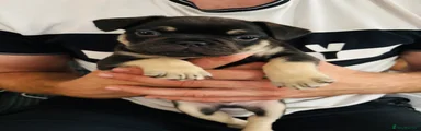 French Bulldog Puppy 1