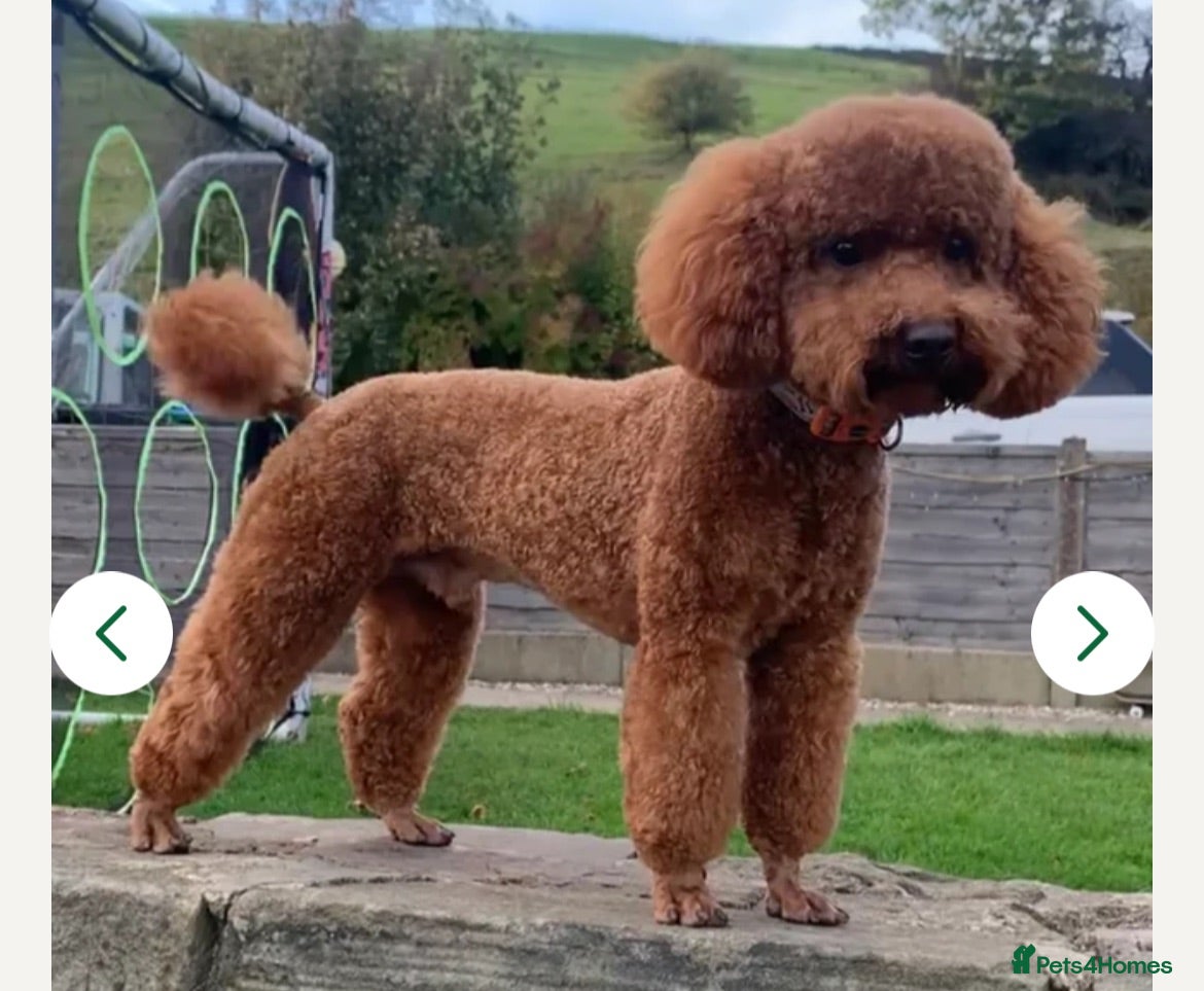 Toy Poodle dogs KC Apricot Beauties!  - Advert 2