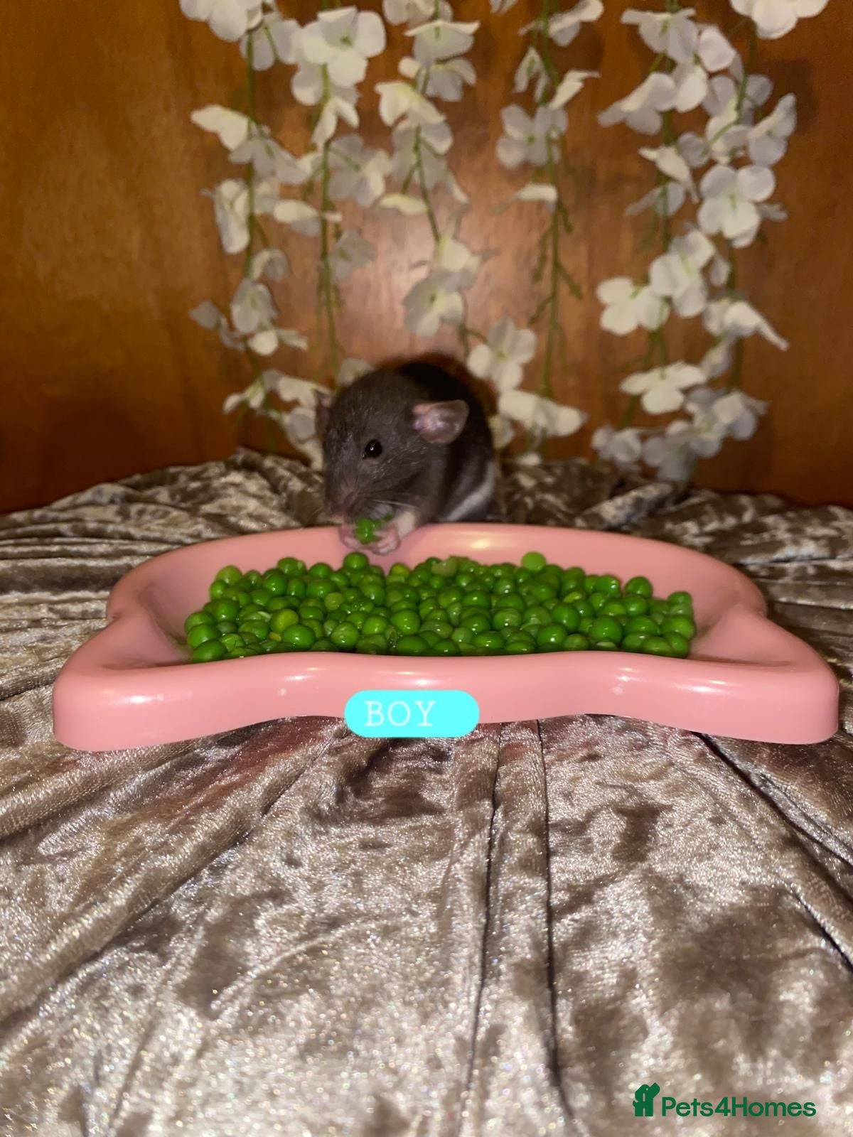 Rat rodents Beautiful babies ratties 🥰🥰🥰 - Advert 2