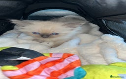 Ragdoll cats for sale: Singular Ragdoll kitten ready to go now! - Image 4