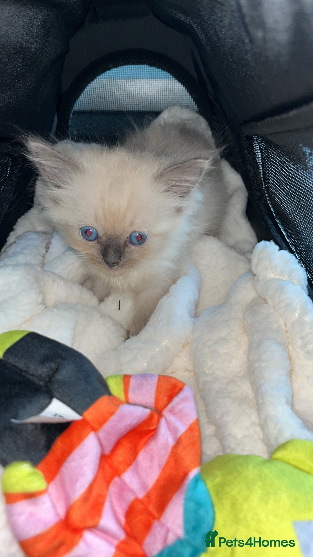 Ragdoll cats for sale: Singular Ragdoll kitten ready to go now! - Image 4