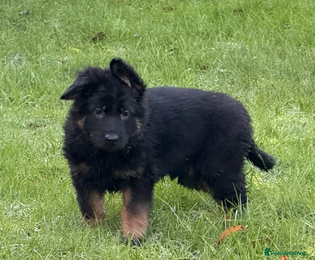 German Shepherd dogs for sale: Long coat GSD Pups With Health tested Parents - Advert 13