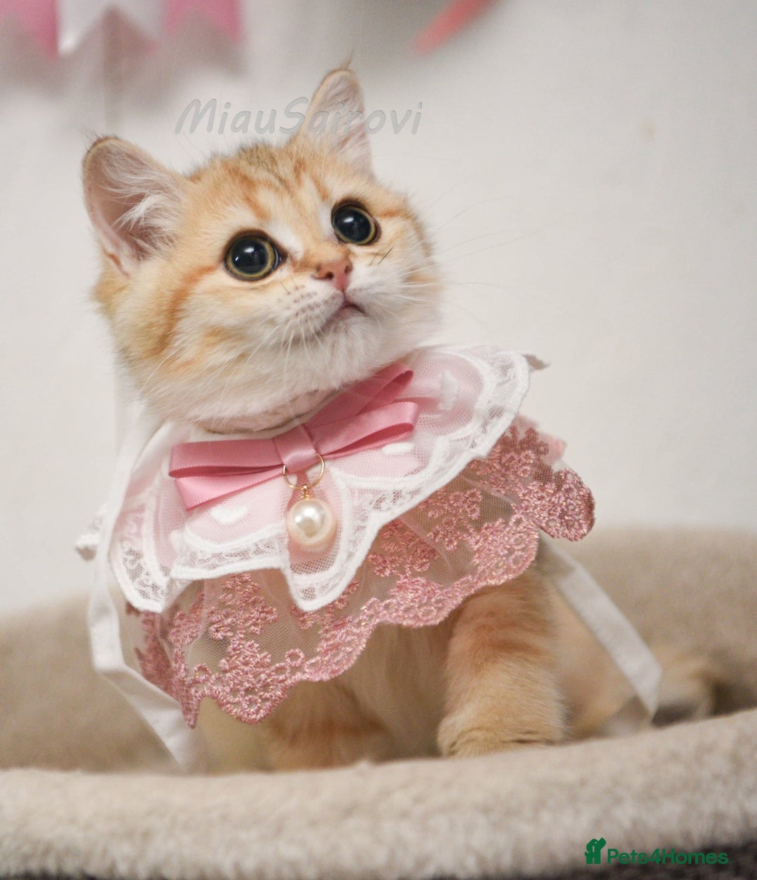 British Shorthair cats for sale: Golden British shorthair Pedigree Neutered  - Image 30