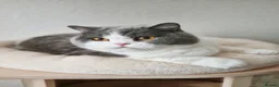 British Shorthair cats for sale: Two Beautiful British Shorthair Females  - Advert 13