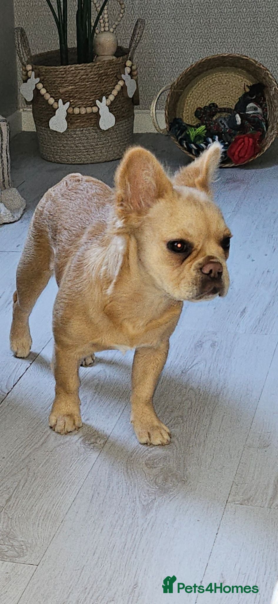 French Bulldog dogs Fluffy French bulldog 6months old - Advert 6