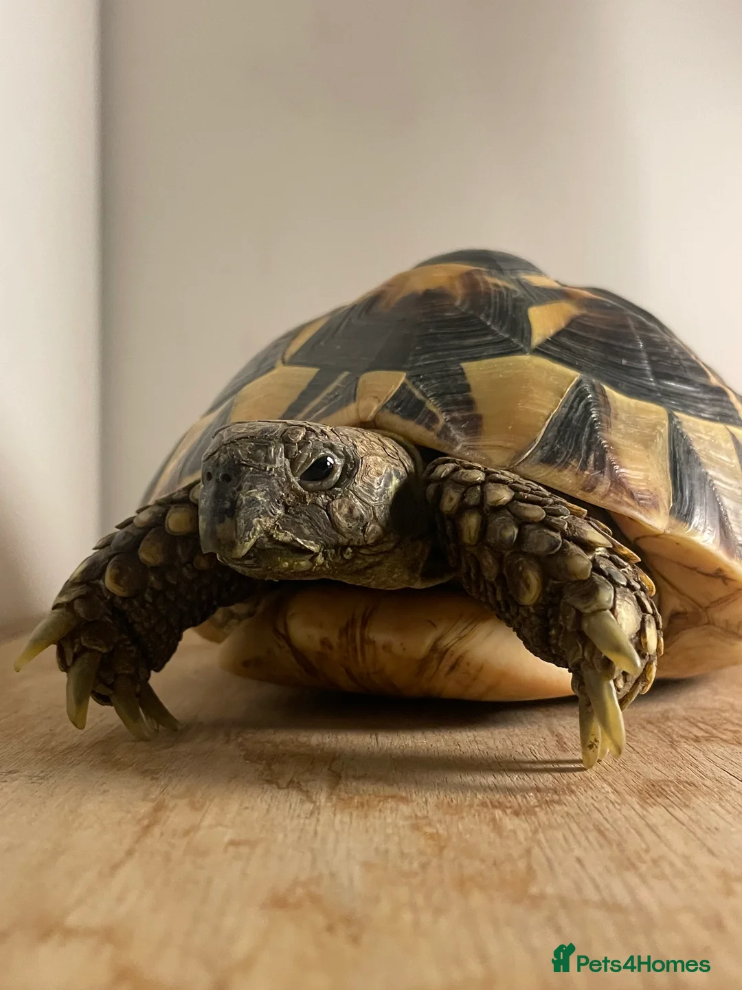 Hermann Tortoise reptiles for sale: Comet the Hermanns Tortoise - Advert 1