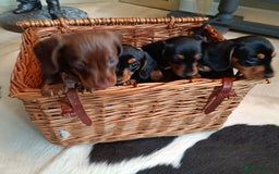 Miniature Dachshund dogs for sale: REDUCED. KC:reg Two Boys Smooth  - Image 8