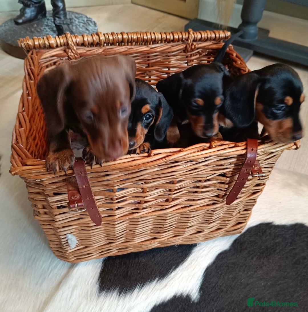 Miniature Dachshund dogs for sale: REDUCED. KC:reg Two Boys Smooth  - Image 8