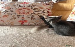 Mixed Breed cats for sale: Grey kittens for sale - Image 8