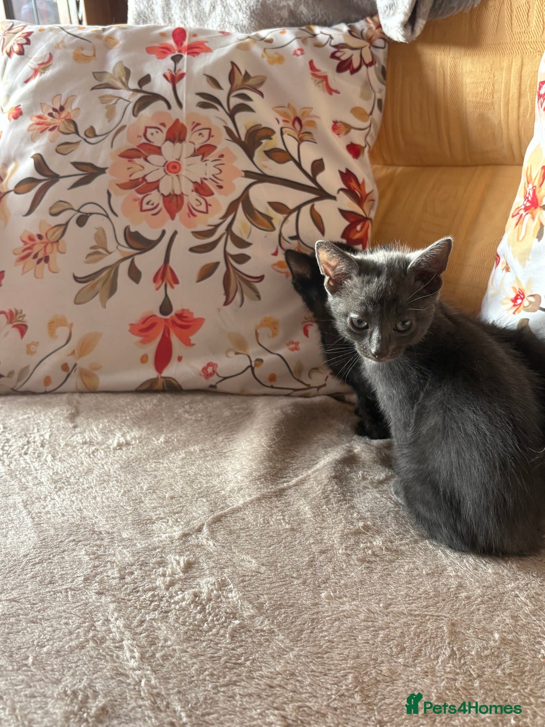 Mixed Breed cats for sale: Grey kittens for sale - Image 8