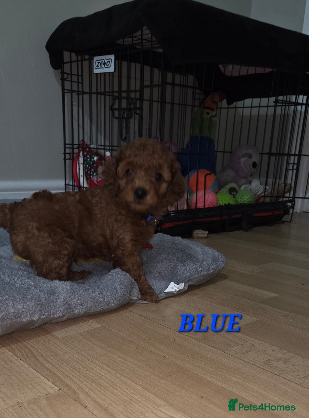 Mixed Breed dogs for sale: Toy / Aisan Poodle, Red Puppies - Advert 12