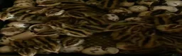 Quail poultry for sale: Jumbo male/female quails ,quality young birds  - Advert 3