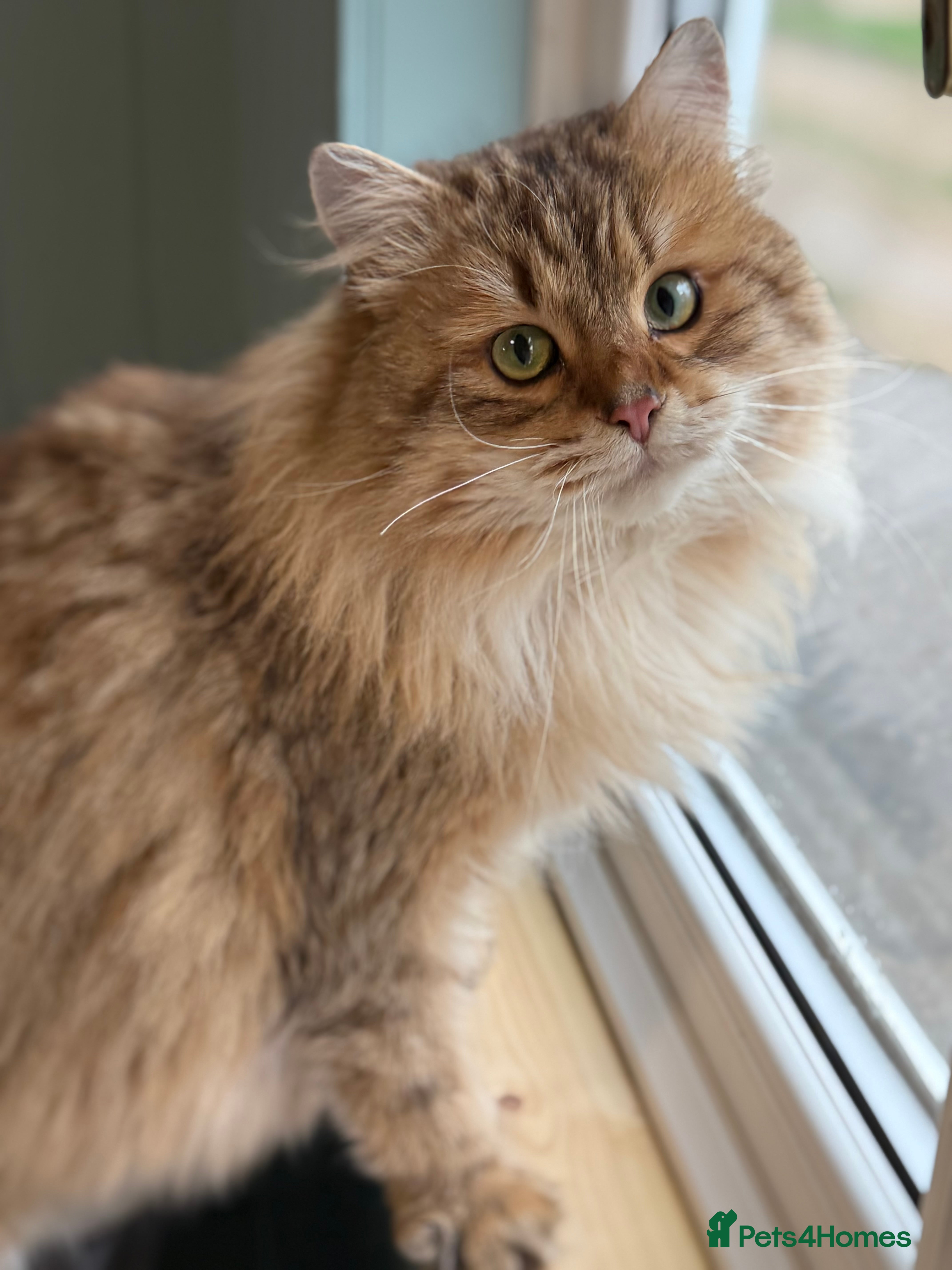 Siberian cats Traditional Siberian for stud 🐾 - Advert 16