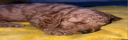 Cavapoo dogs for sale: Beautiful Cavapoo puppies ready for Half Term! - Advert 10