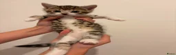 Domestic Shorthair cats for adoption: Adorable Kittens Looking for Their Forever Homes  - Advert 4