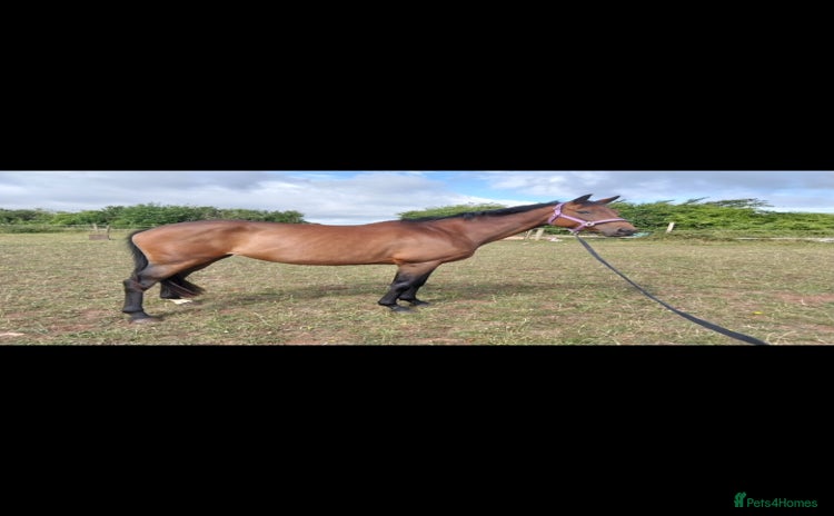 English Thoroughbred horses - Advert 1