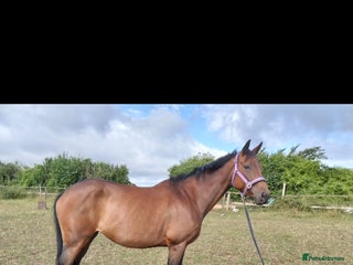 English Thoroughbred horses - Advert 6