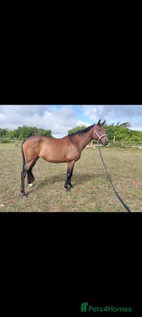 English Thoroughbred horses - Advert 3